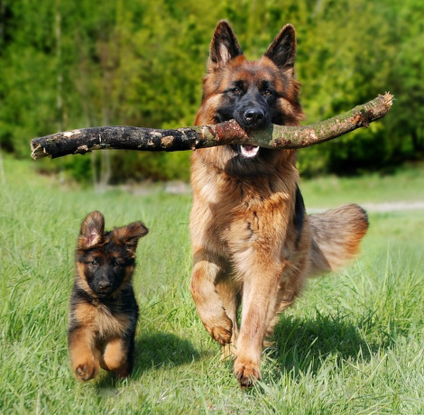 Über Uns - Hundepension Kőszegszerdahely, Ungarn
